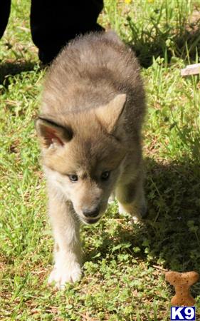 Wolf Dog